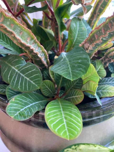 Молочай, в наличии. Цена: 20? во Владивостоке