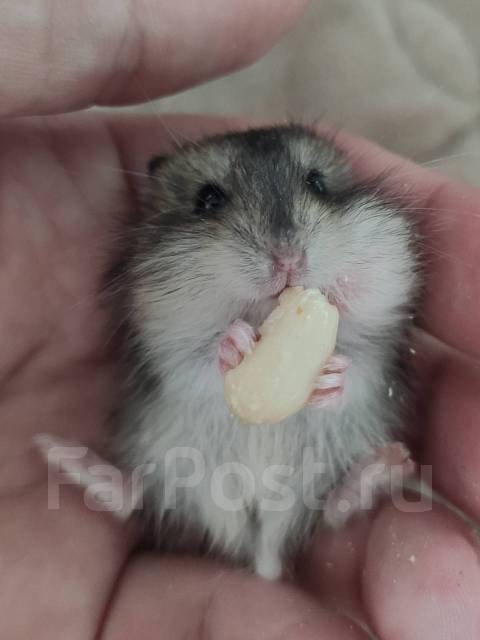 Джунгарский хомяк (джунгарик), в наличии. Цена: 200₽ во Владивостоке