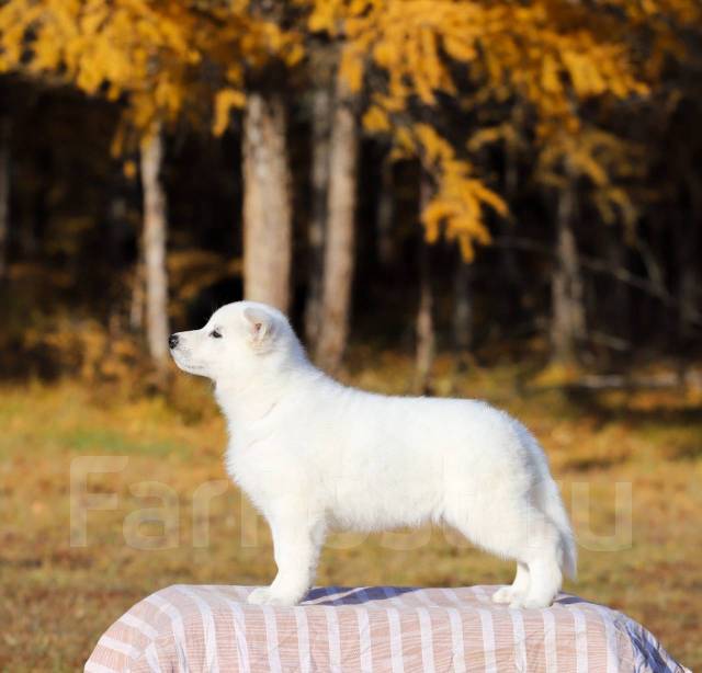 Замечательные щенки белой швейцарской овчарки во Владивостоке