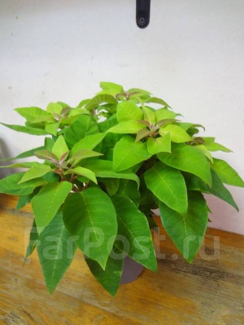 Пуансеттия, цвет клубника со сливками, под заказ. Цена: 1 300₽ во ...