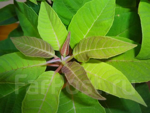 Пуансеттия, цвет клубника со сливками, под заказ. Цена: 1 300₽ во ...