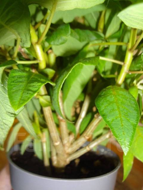 Пуансеттия, цвет клубника со сливками, под заказ. Цена: 1 300₽ во ...