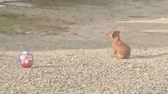 �����. ����