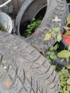 Blacklion. ������, ����������, 2019 ���, �/�, ����� 5 % ����