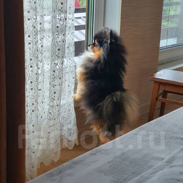 Вязка. Шпиц Померанский во Владивостоке