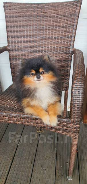 Вязка. Шпиц Померанский во Владивостоке