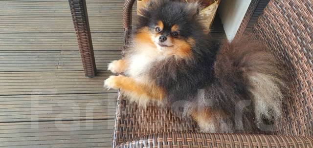 Вязка. Шпиц Померанский во Владивостоке