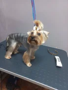����������� ������. ����