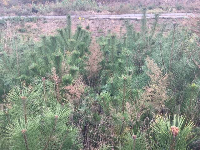 Сосна густоцветковая, красная, новый, в наличии. Цена: 3 000₽ в Артеме