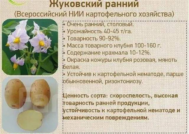 Картофель домашний, в наличии. Цена: 65₽ в Уссурийске