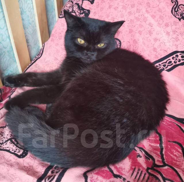 Продаётся шотландец, в наличии. Цена: 10 000? во Владивостоке