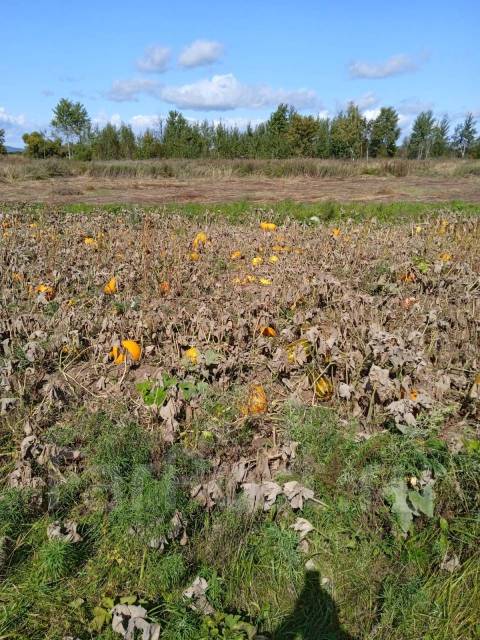 Земельный участок, 19 964 кв. м. собственность, есть вода, есть ...
