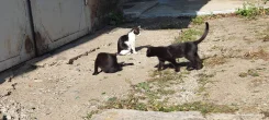 �����. ����