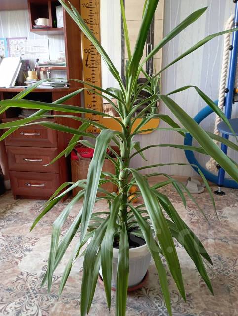 Продам растение Юкка, в наличии. Цена: 1 700₽ во Владивостоке