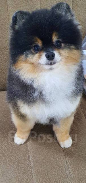 Вязка. Шпиц Померанский во Владивостоке