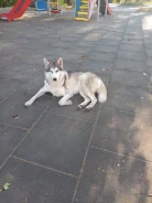 �����. ����