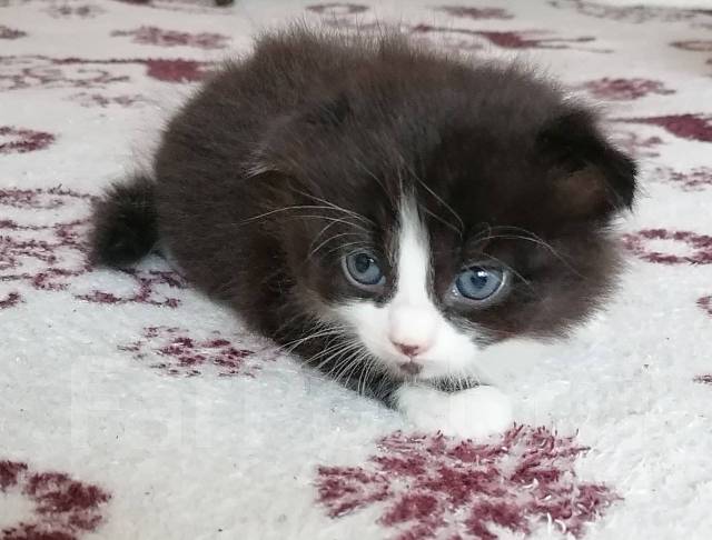 Продам шотландских котят в Хабаровске