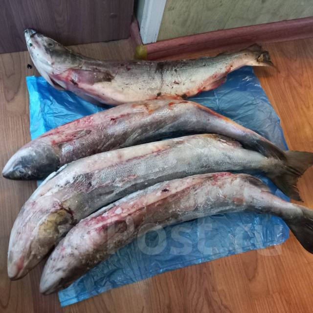 Продам Кету, в наличии. Цена: 280₽ в Находке