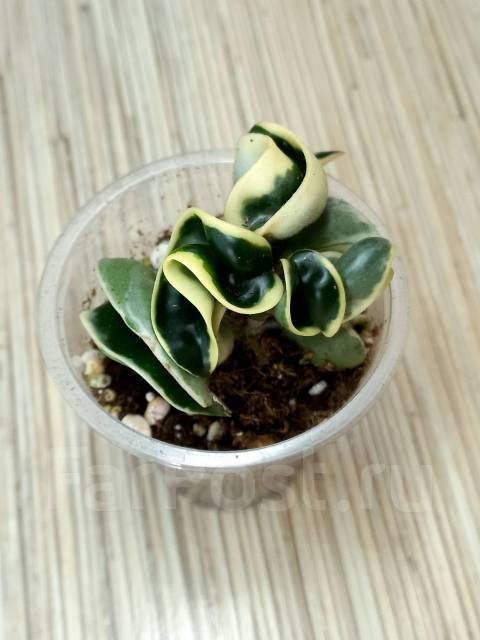 Хойя компакта вариегата, в наличии. Цена: 1 500₽ во Владивостоке