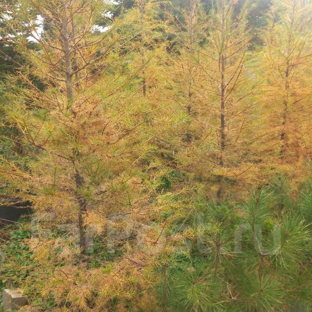 Лиственница, новый, в наличии. Цена: 4 000? в Уссурийске