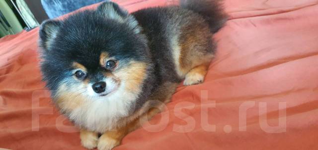 Вязка. Шпиц Померанский во Владивостоке