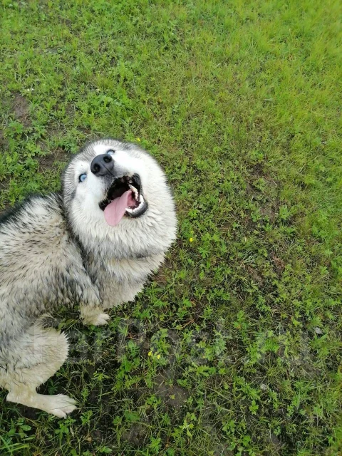 �����. ����