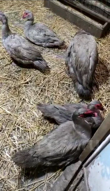 ����. ����