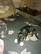 �����. ����
