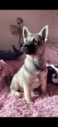 �����. ����