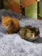 �����. ����