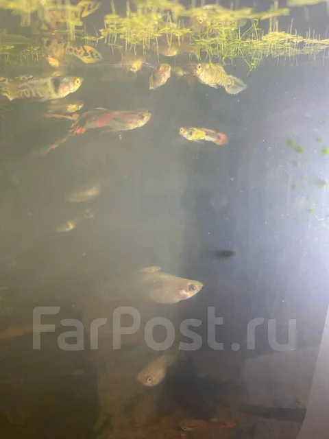 �����. ����
