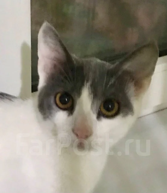 �����. ����