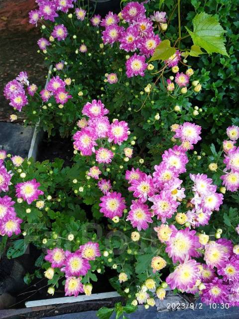 Хризантема Мультифлора Shore Appleblossom, новый, в наличии. Цена: 100 ...