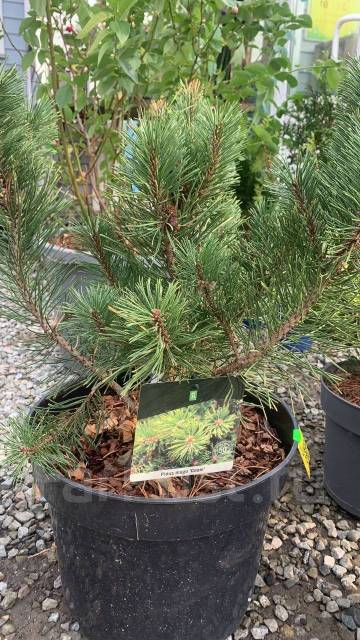 Сосна горная Pinus Mugo Gnom, новый, в наличии. Цена: 7 500₽ во ...