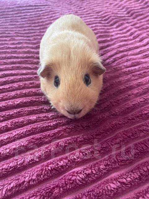 Морская свинка Английский Селф (самец), в наличии. Цена: 800₽ во ...