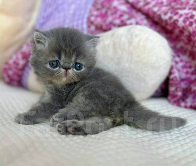 Персидский котёнок экзот, в наличии. Цена: 12 000₽ во Владивостоке