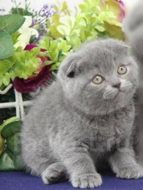 Шотландский котёнок, в наличии. Цена: 13 000₽ во Владивостоке