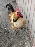 ����. ����