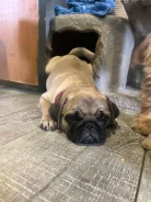 ����. ����