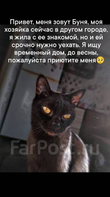 Брошенные животные на дачах. Расшифровать кэт шуткой. Ластилась. Заберите мою кошку. Вот и лето прошло.