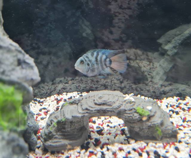 Цихлида голубая панда. Рифовый попугай аквариумная рыбка. Сапфировый попугай в аквариуме. Попугай сапфировый рыбка аквариумная. Цихлида попугай сапфир.