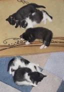 �����. ����