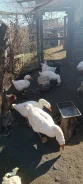 ����. ����