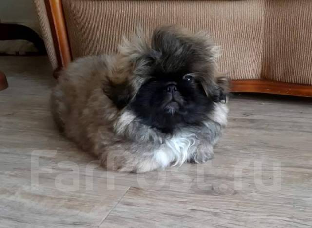 Pekingese olx store