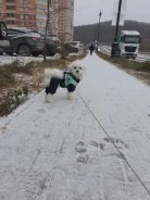 ����������� �������. ����