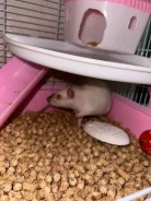 �����. ����