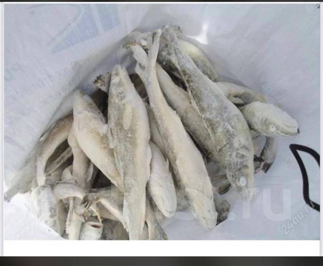 Навага НР 1-й Сорт (ворошенка), в наличии. Цена: 80₽ во Владивостоке