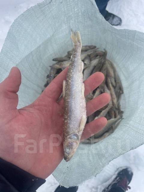Зубарь Корюшка икряной, в наличии. Цена: 360₽ во Владивостоке