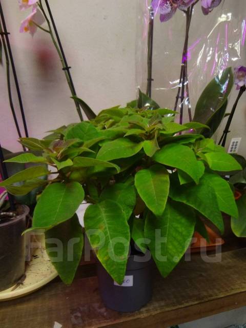 Пуансеттия, цвет клубника со сливками, под заказ. Цена: 1 300₽ во ...