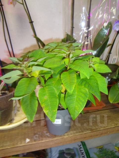 Пуансеттия, цвет клубника со сливками, под заказ. Цена: 1 300₽ во ...